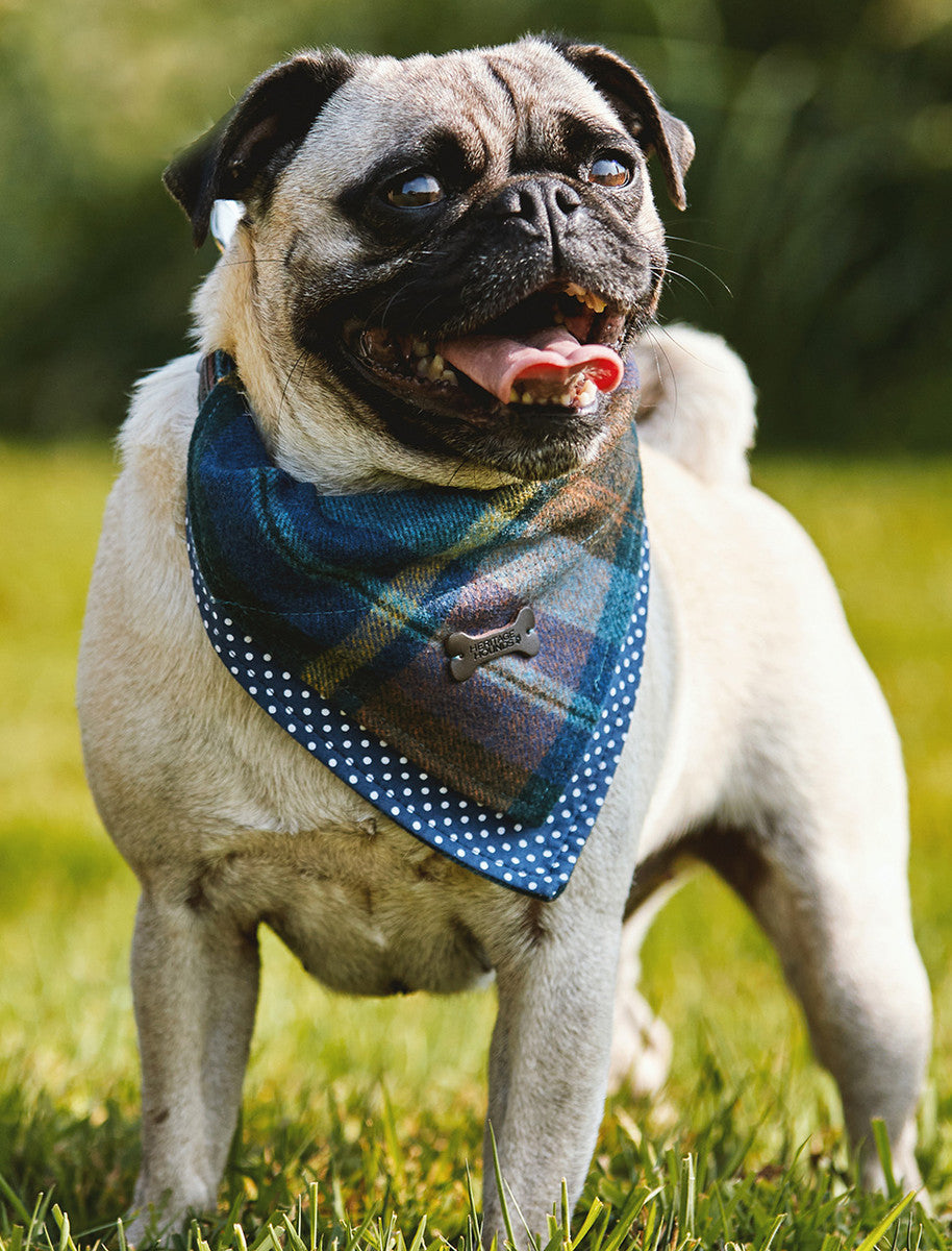 Irish Heritage Tartan Doggy Bandana - Blue Checked