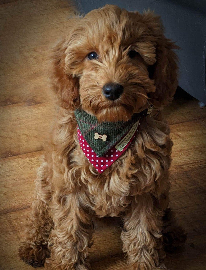 Tweed Doggy Neckerchief Bandana - Green Windowpane
