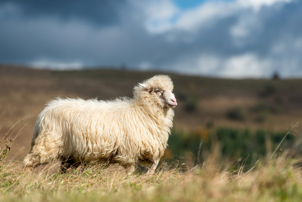 Why Irish Wool & Tweed are the Best Choices for Hats and Caps