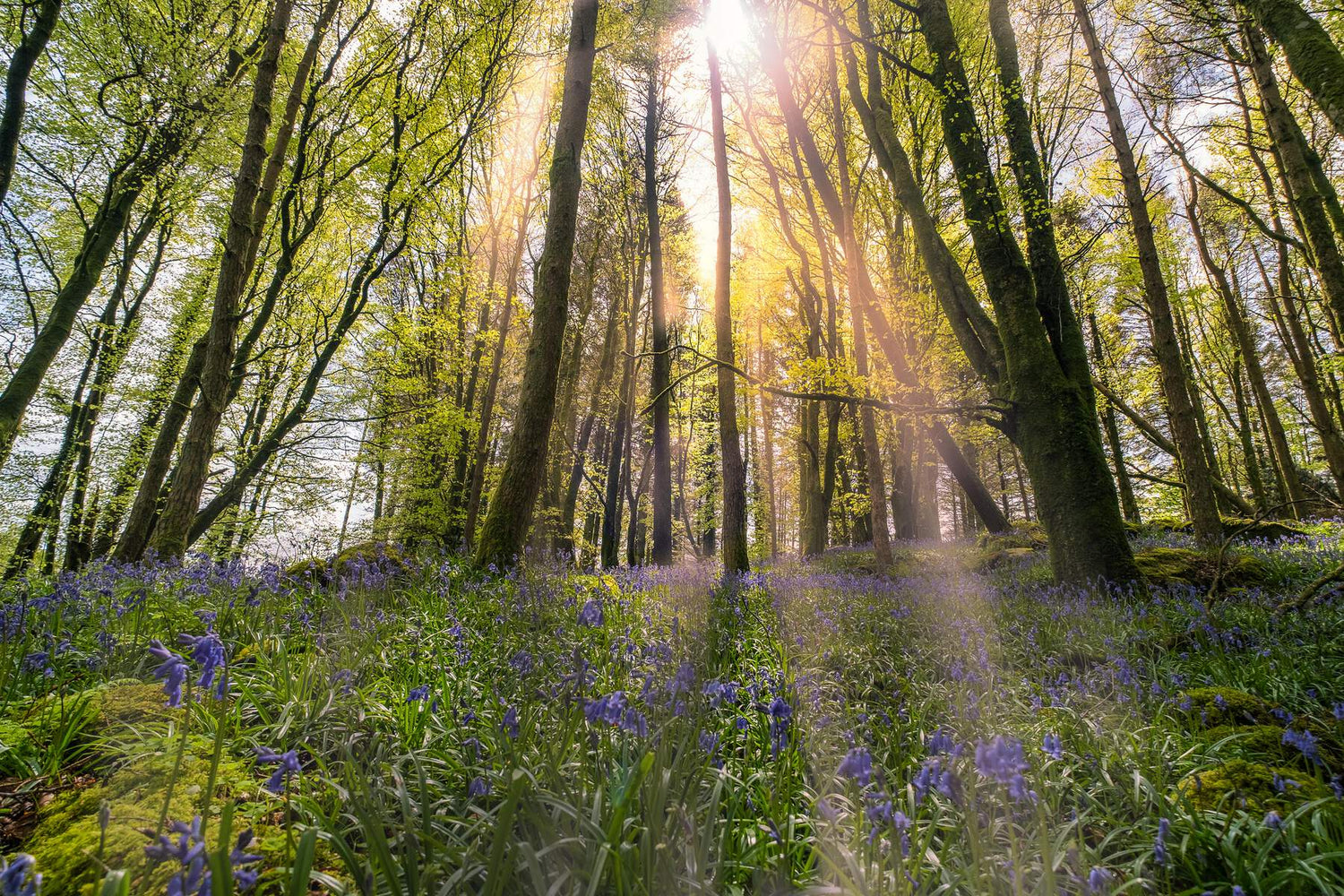 Spring inspired Capes for your wardrobe with Weavers of Ireland
