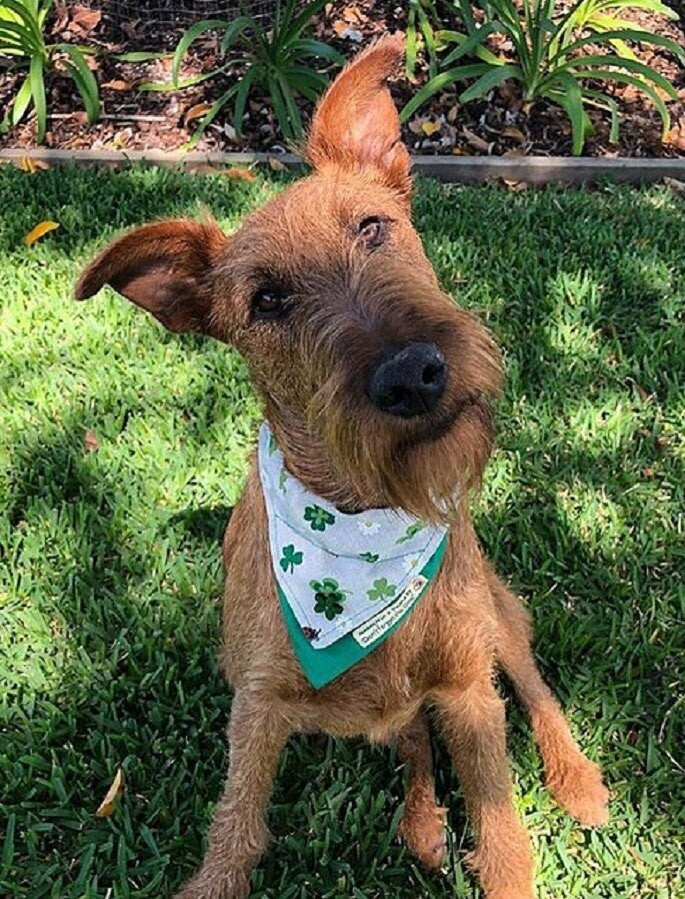 Tweed Doggy Neckerchief Bandana - Shamrock